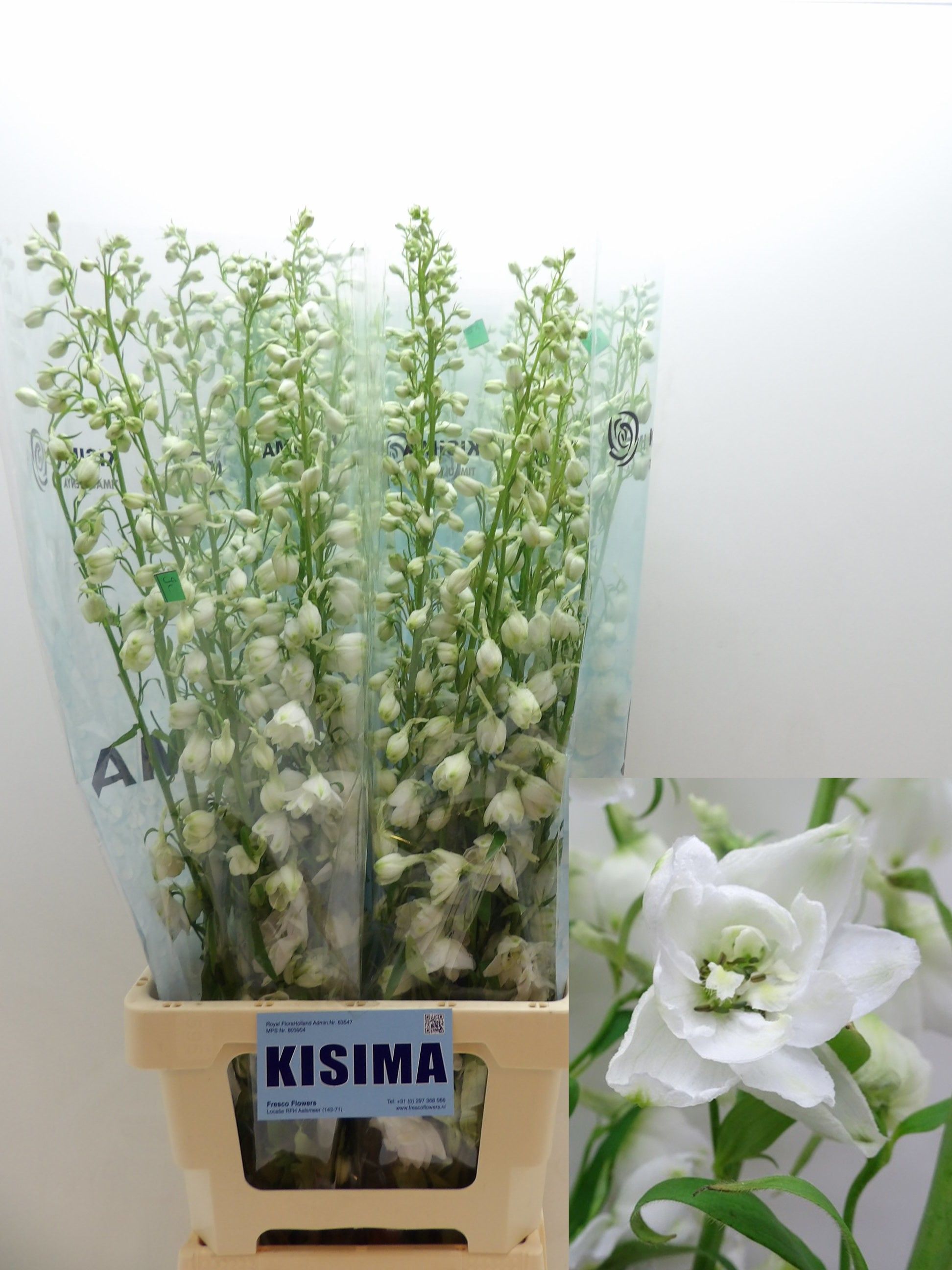 Delphinium Cand Wh Shades 80cm