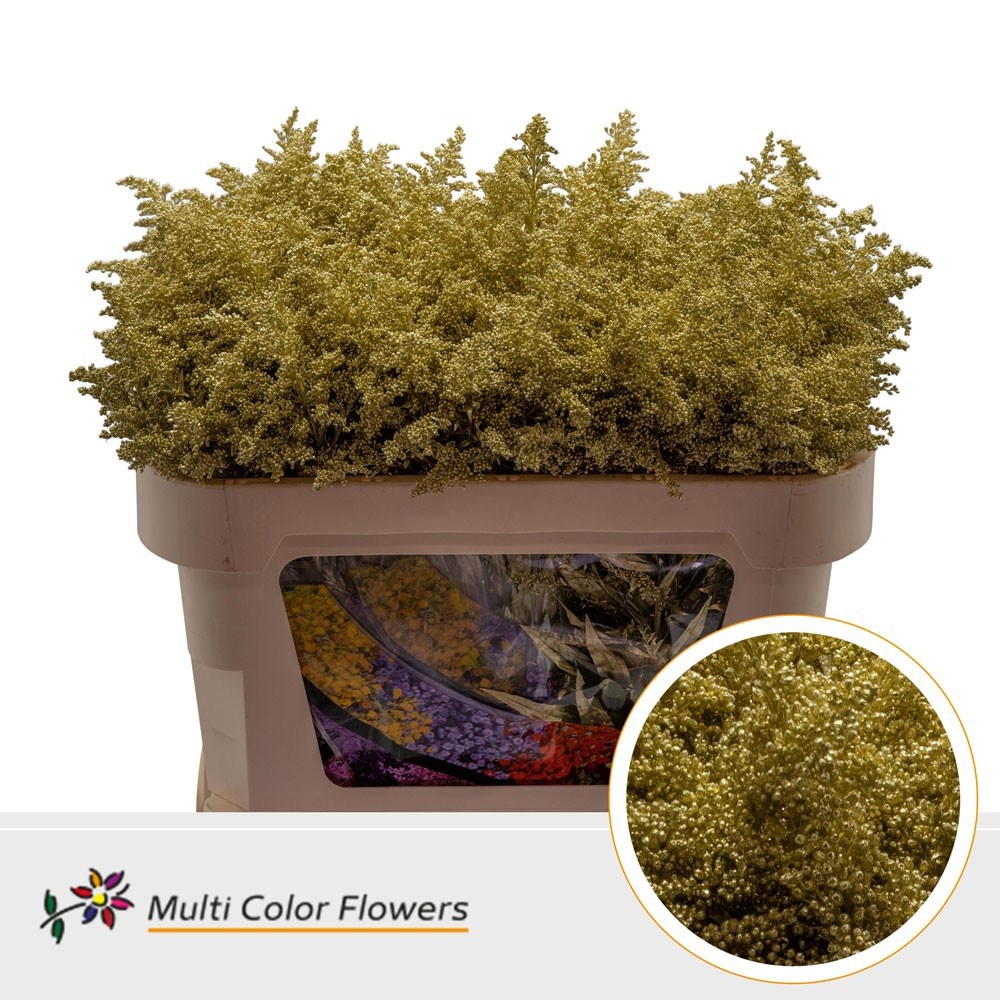 Solidago Colrbeh 70cm 25gram