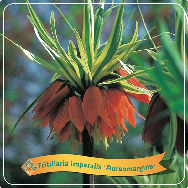 Picture of Fritillaria Mix shelve C5