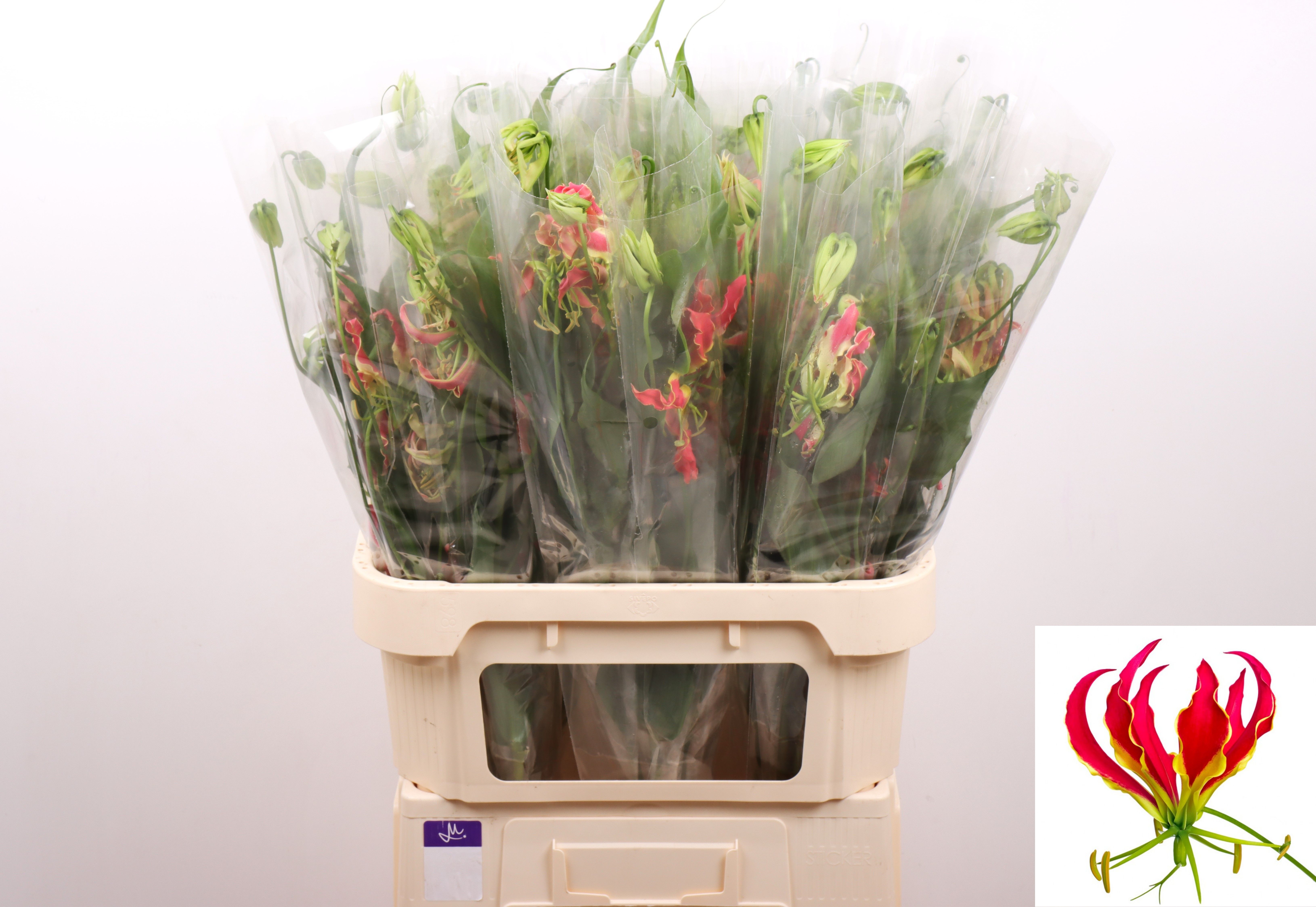 Gloriosa S Fift Shad 80cm