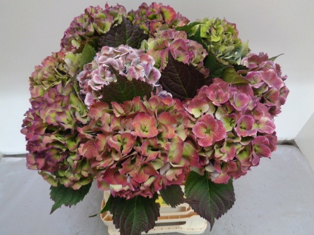 Hydrangea Royal Love Classic Blue 60cm 15Ø