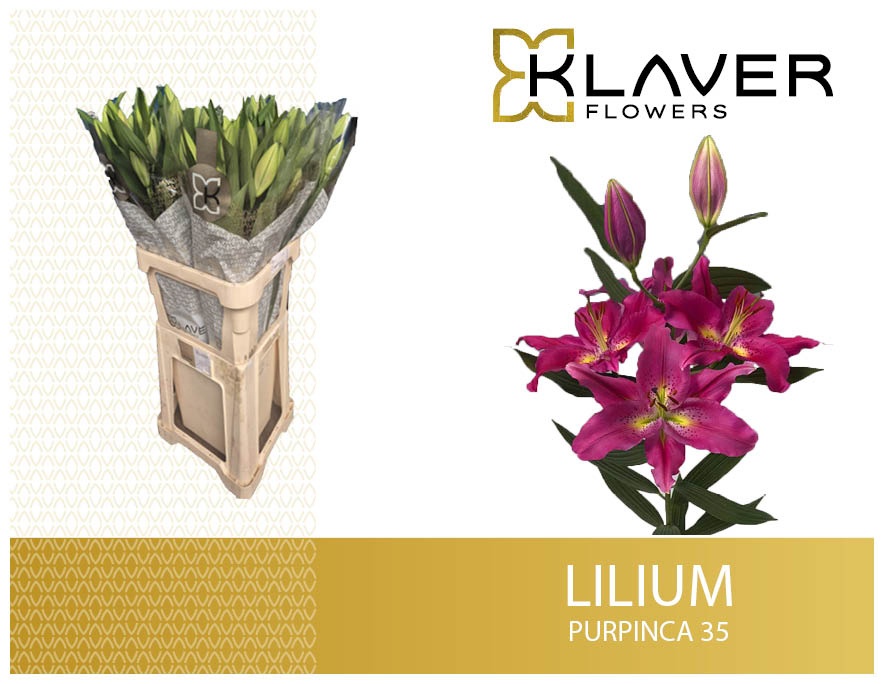 Lilium Or Purpinca 90cm 3/5bl