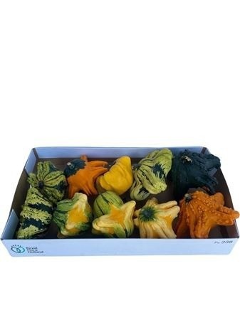 Cucurbita Fl Saucer