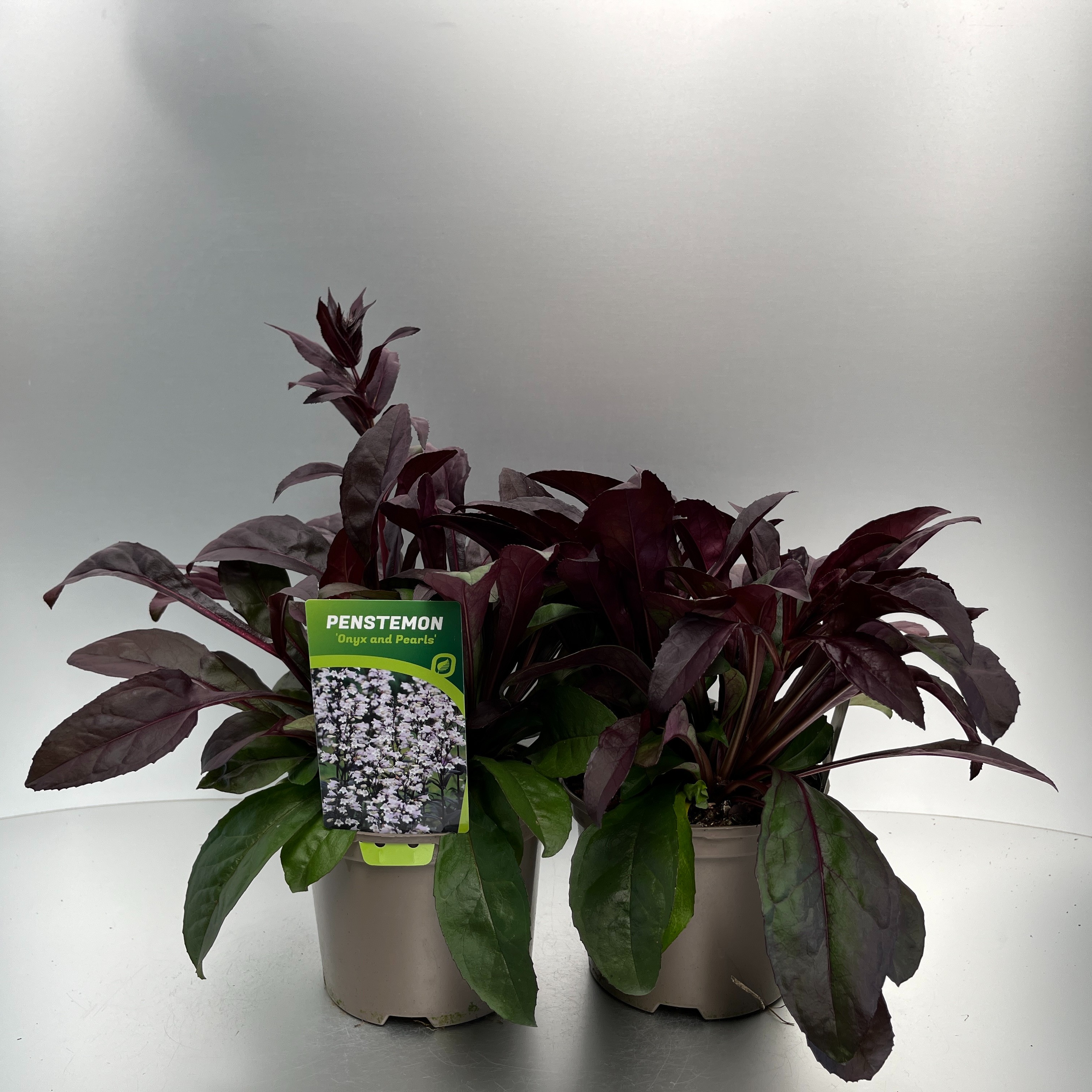 Picture of Penstemon Onyx and Pearls P17 (2 Ltr)