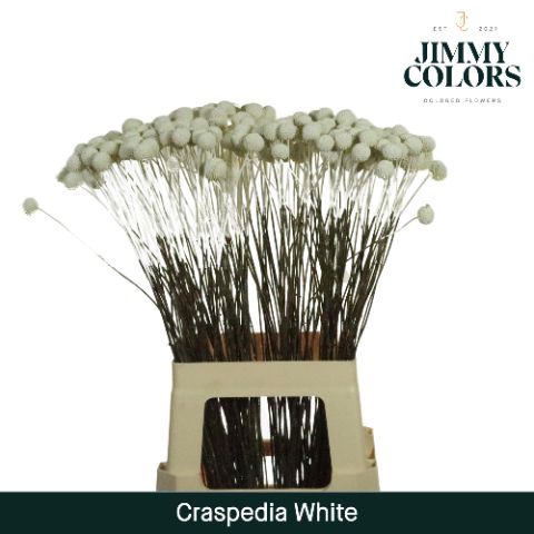 Craspedia L70 White