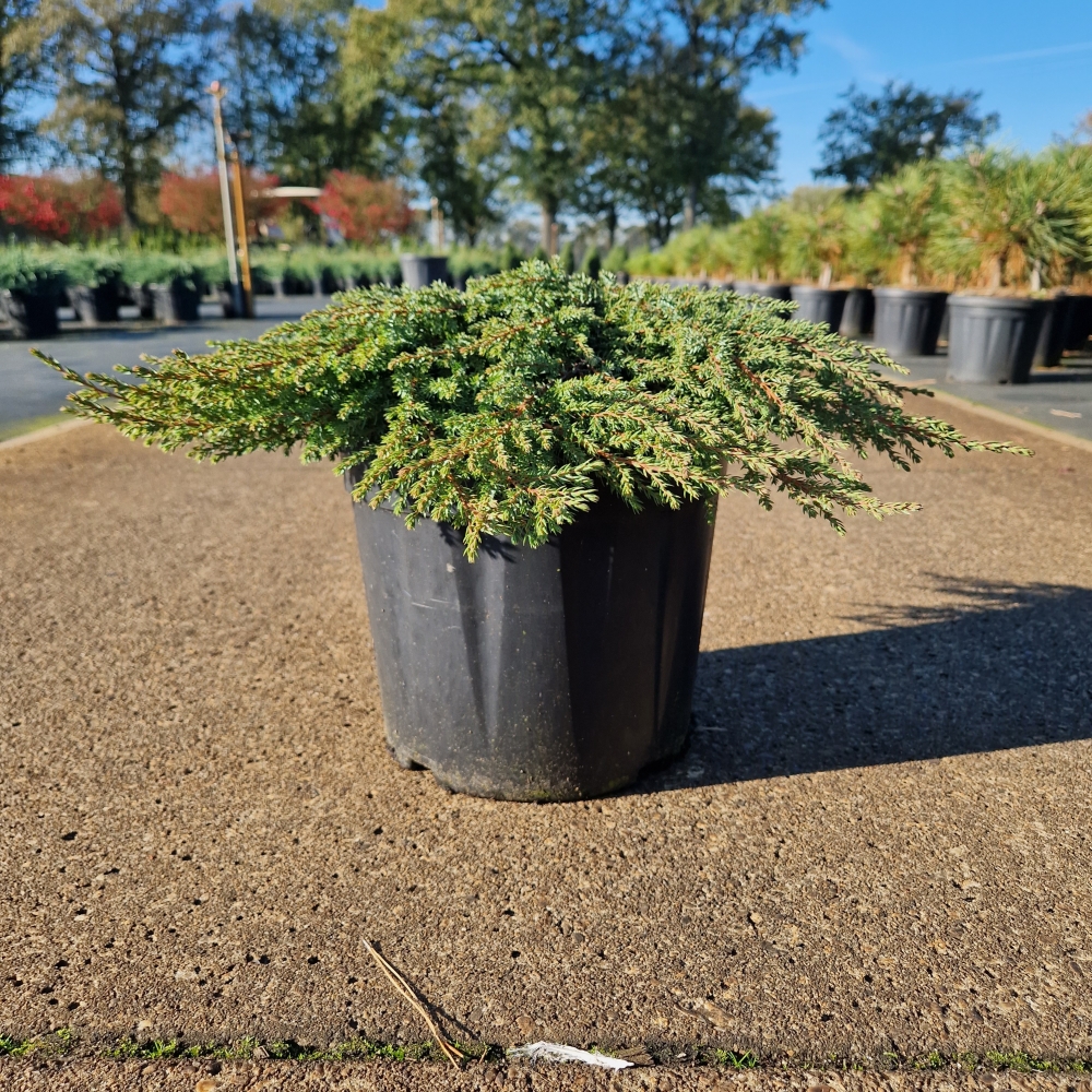 Picture of Juniperus comm. Green Carpet P26-(8-LTR) 30/40 (LOOSE)