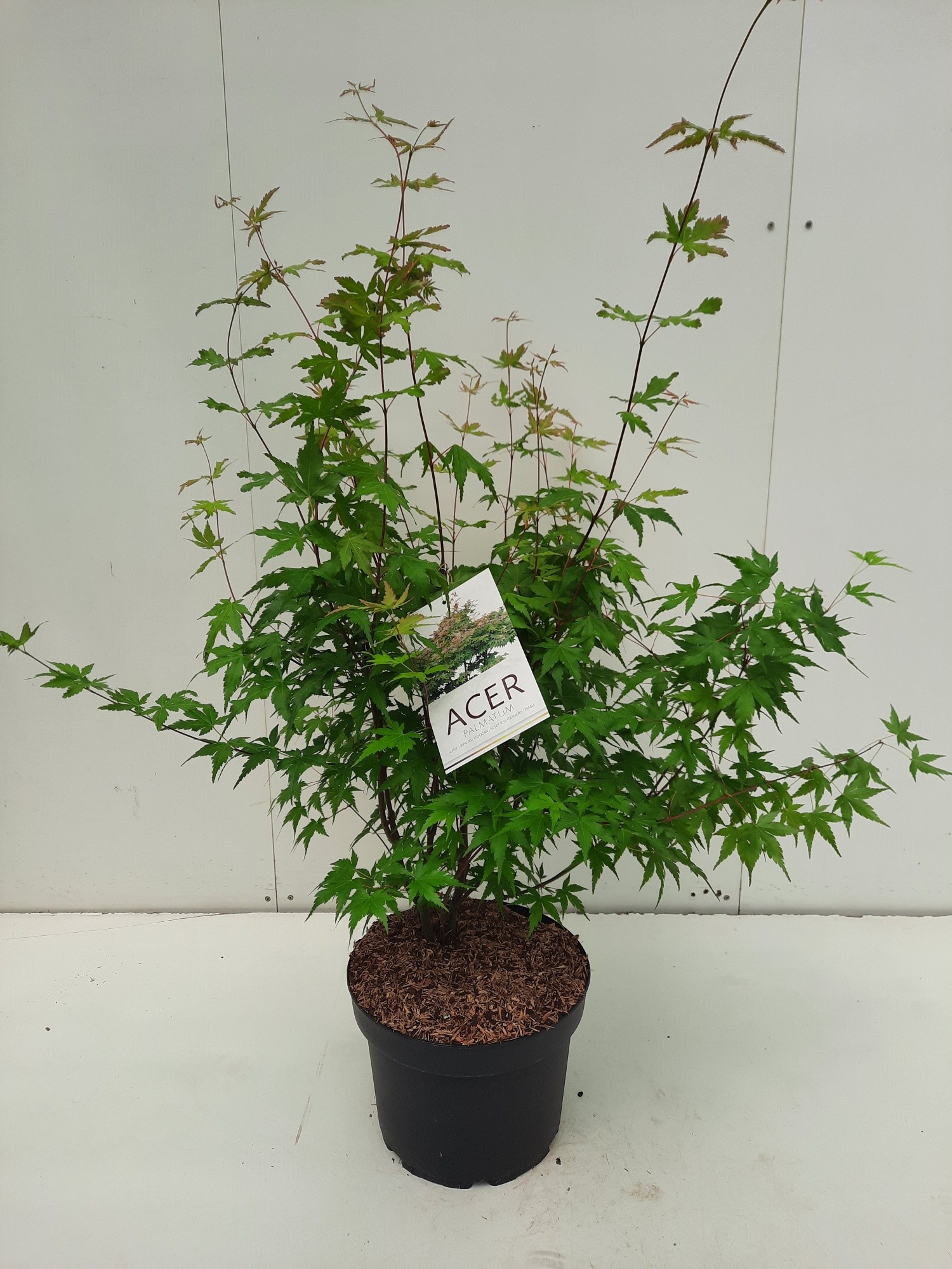 Picture of Acer palmatum