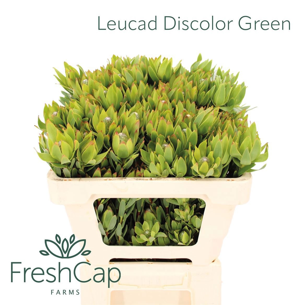 Leucadendron Discolor 60cm