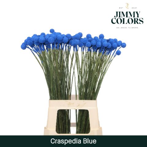 Craspedia L70 Blue