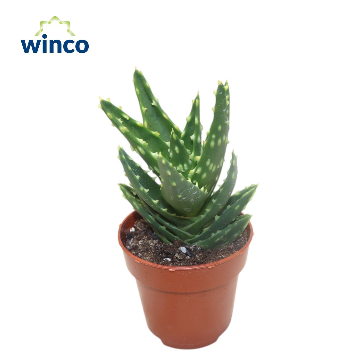 Aloe Ov 508P 15H