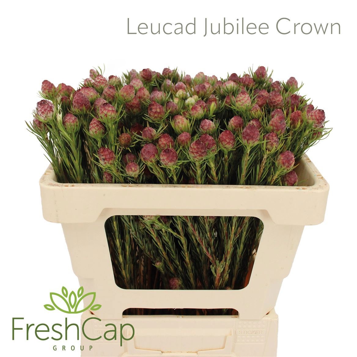 Leucadendron Jubilee Crown Bunch 50cm