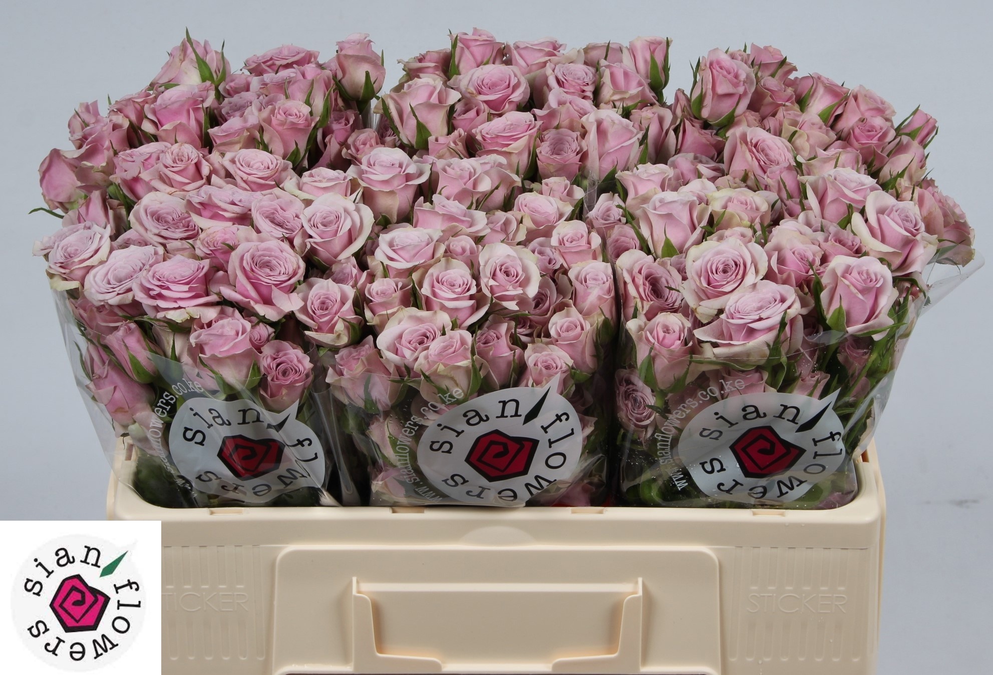 Rosa Spr Leila 50cm