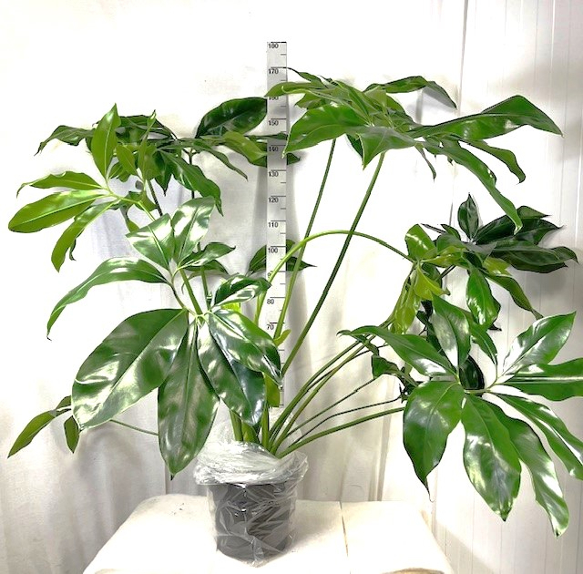 cebu blue philodendron Cebu Blue Pothos main image 1