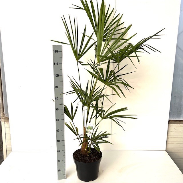 Picture of Trachycarpus fortunei C10 100/120