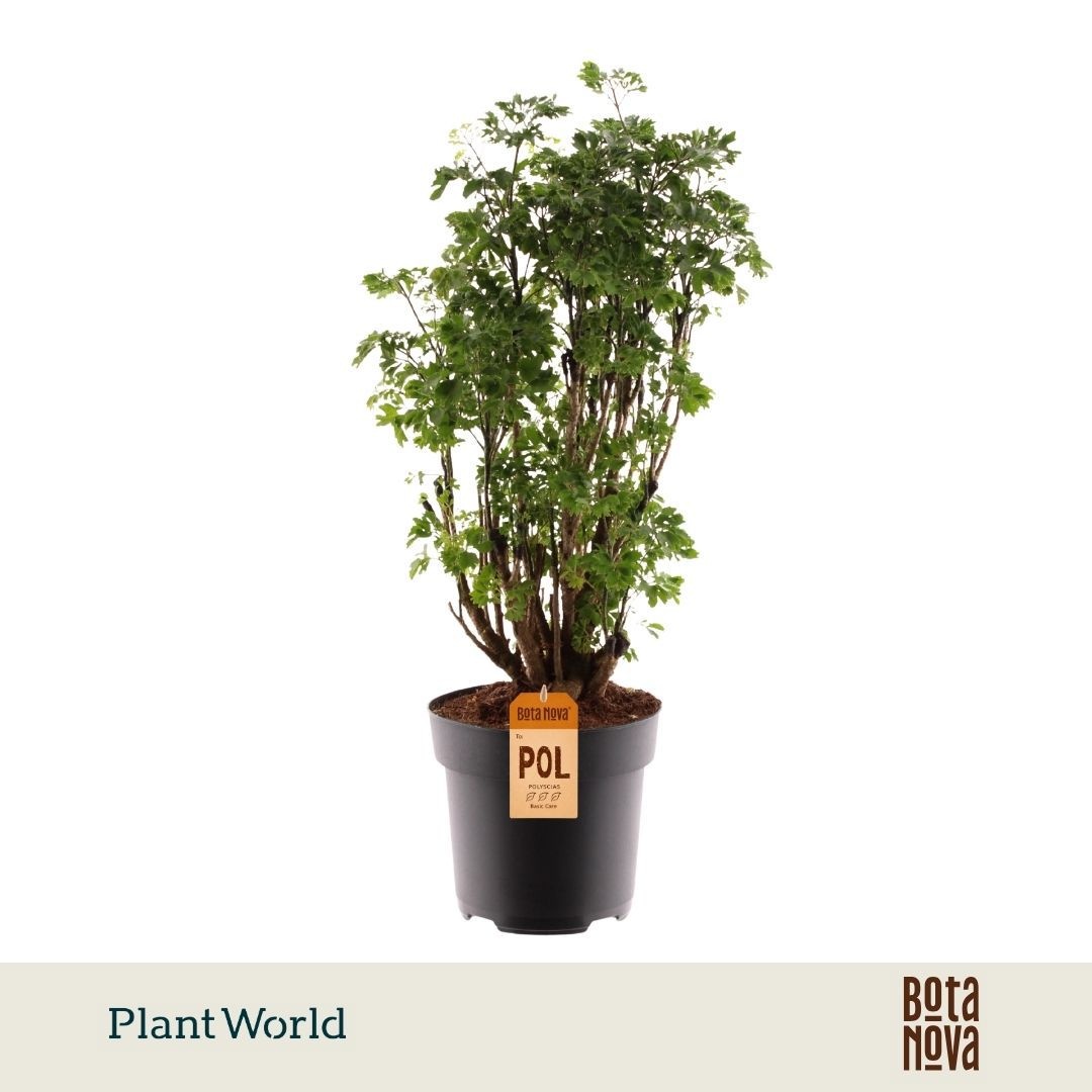 Polyscias 'Roble' vertakt