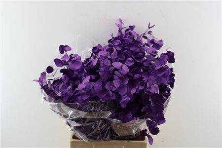 Euc Cin Klb P Bos H% 70L.cm 200gram