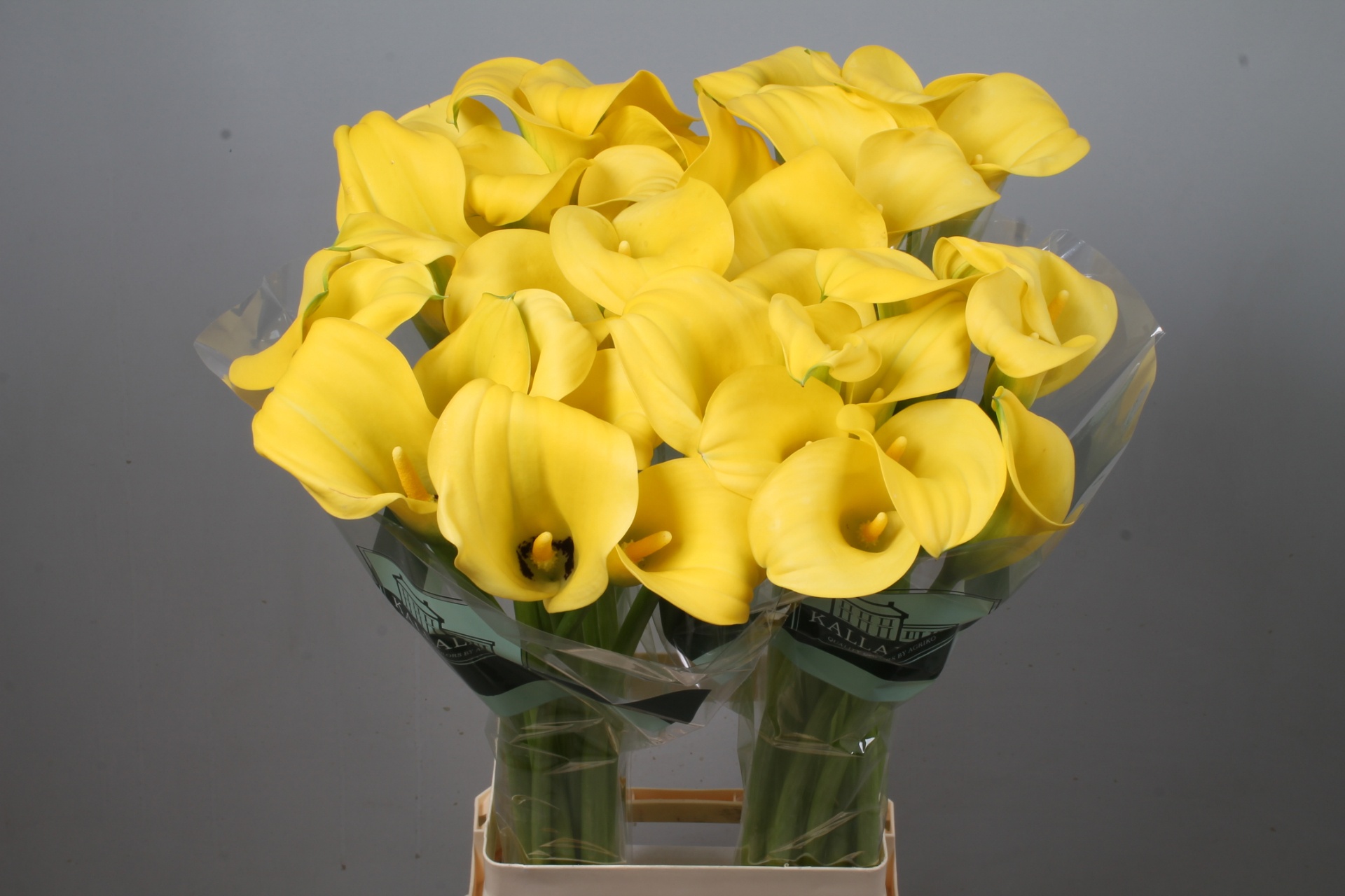 Calla Goldcup 80cm