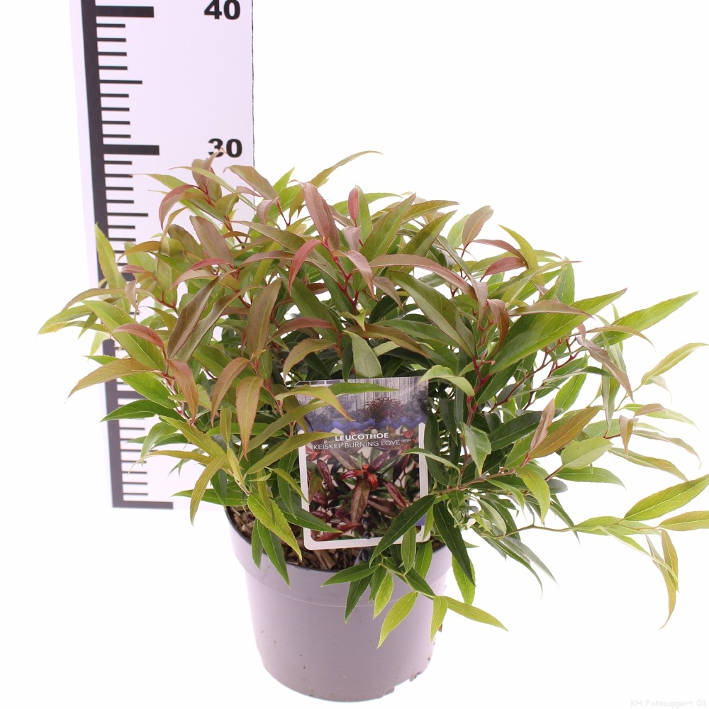 Picture of Leucothoe keiskei 'Burning Love'