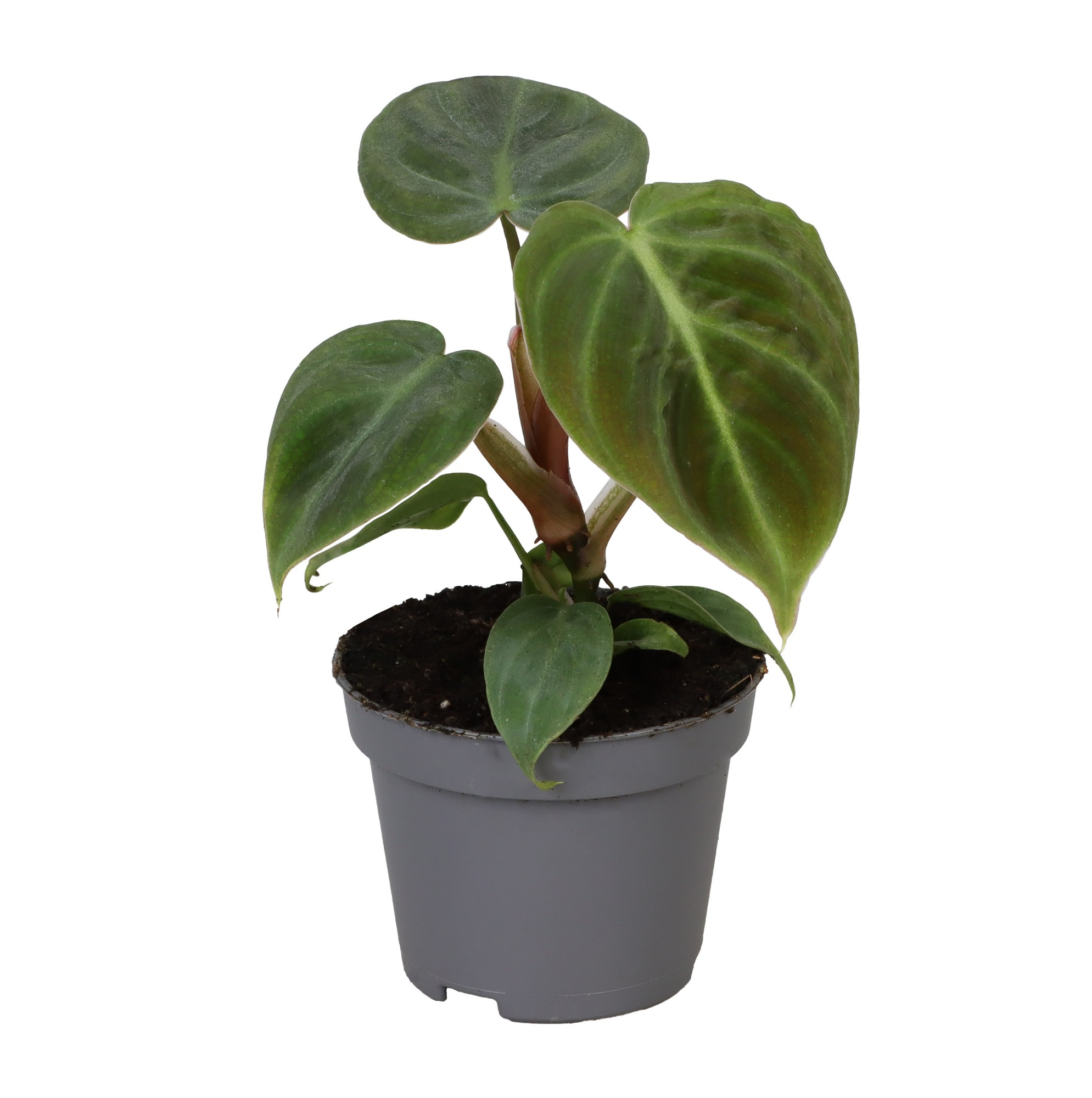 Picture of Philodendron El Choco Red P6 12CM