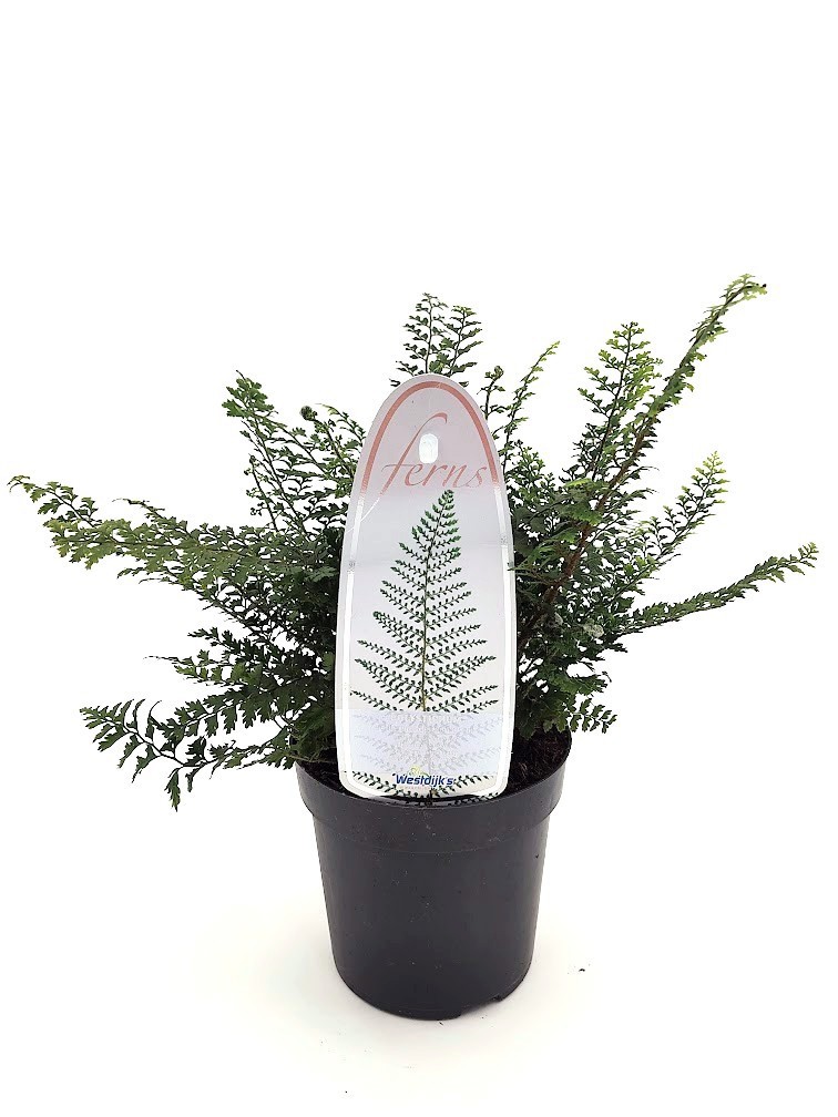 Polystichum set. 'Herrenhausen' ES11
