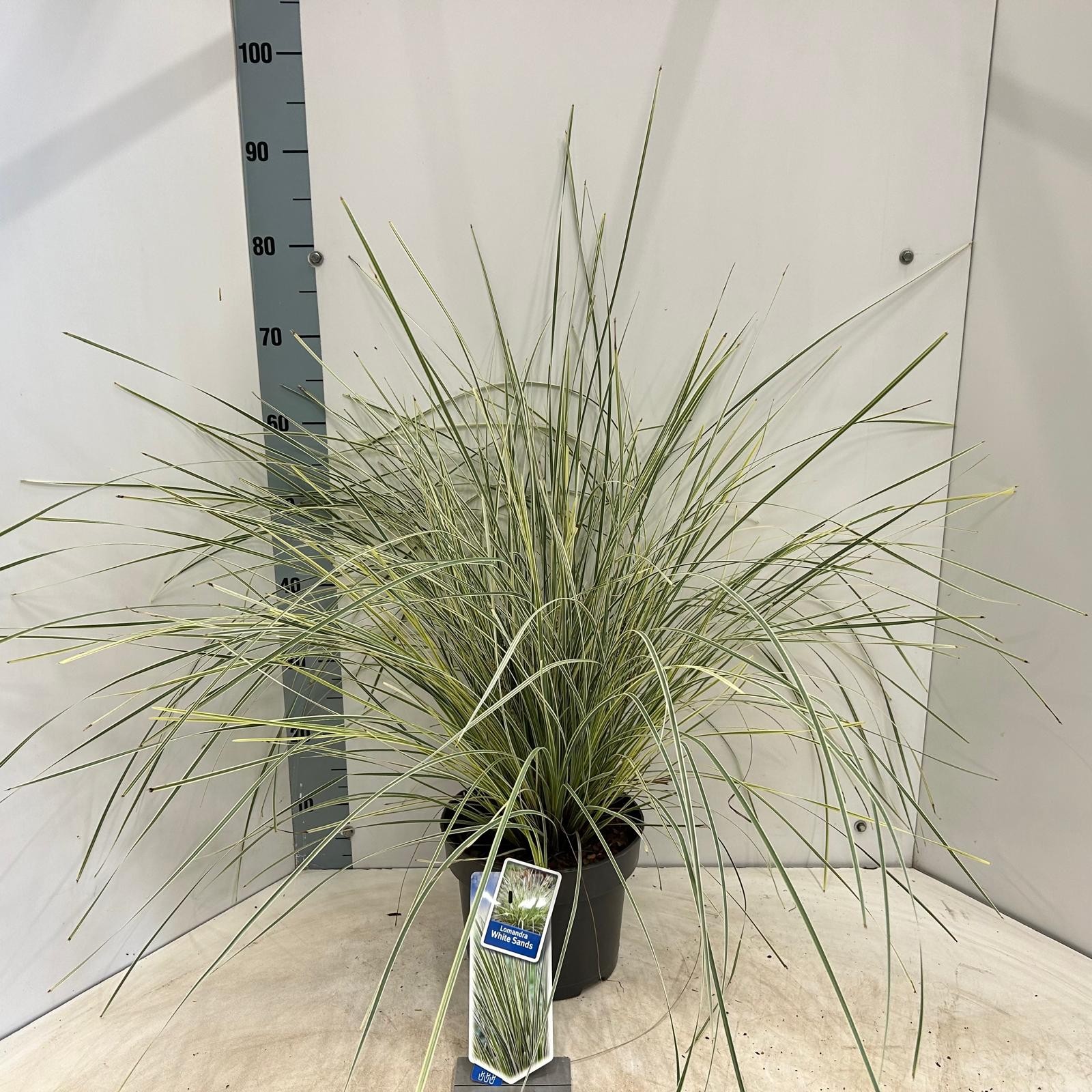 Picture of Lomandra longifolia White Sands P23 (5 Ltr) 55CM (LOOSE)