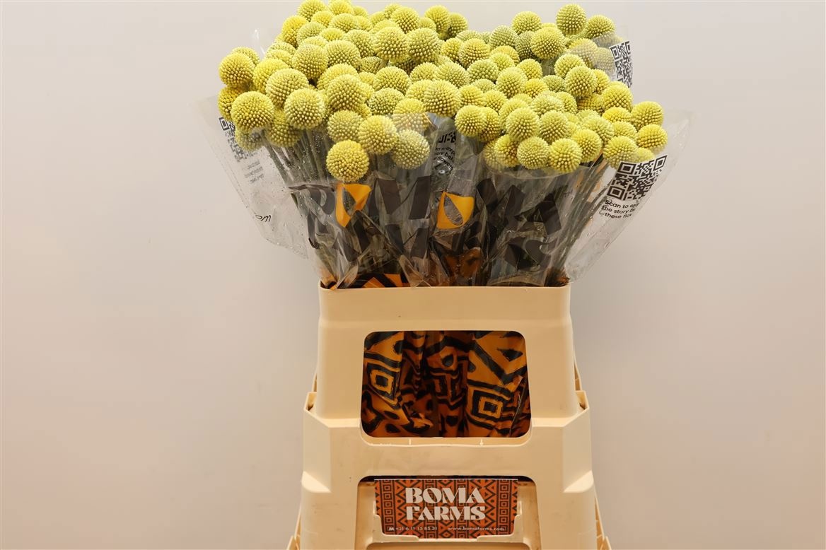 Craspedia Globosa 60cm
