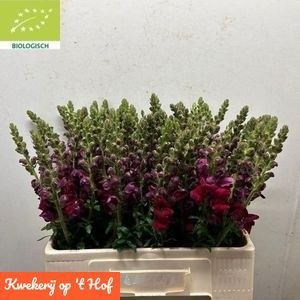 Antirrhinum Poto Crimson 60cm