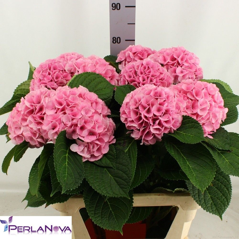 Hydrangea My Vienna 80cm 18Ø