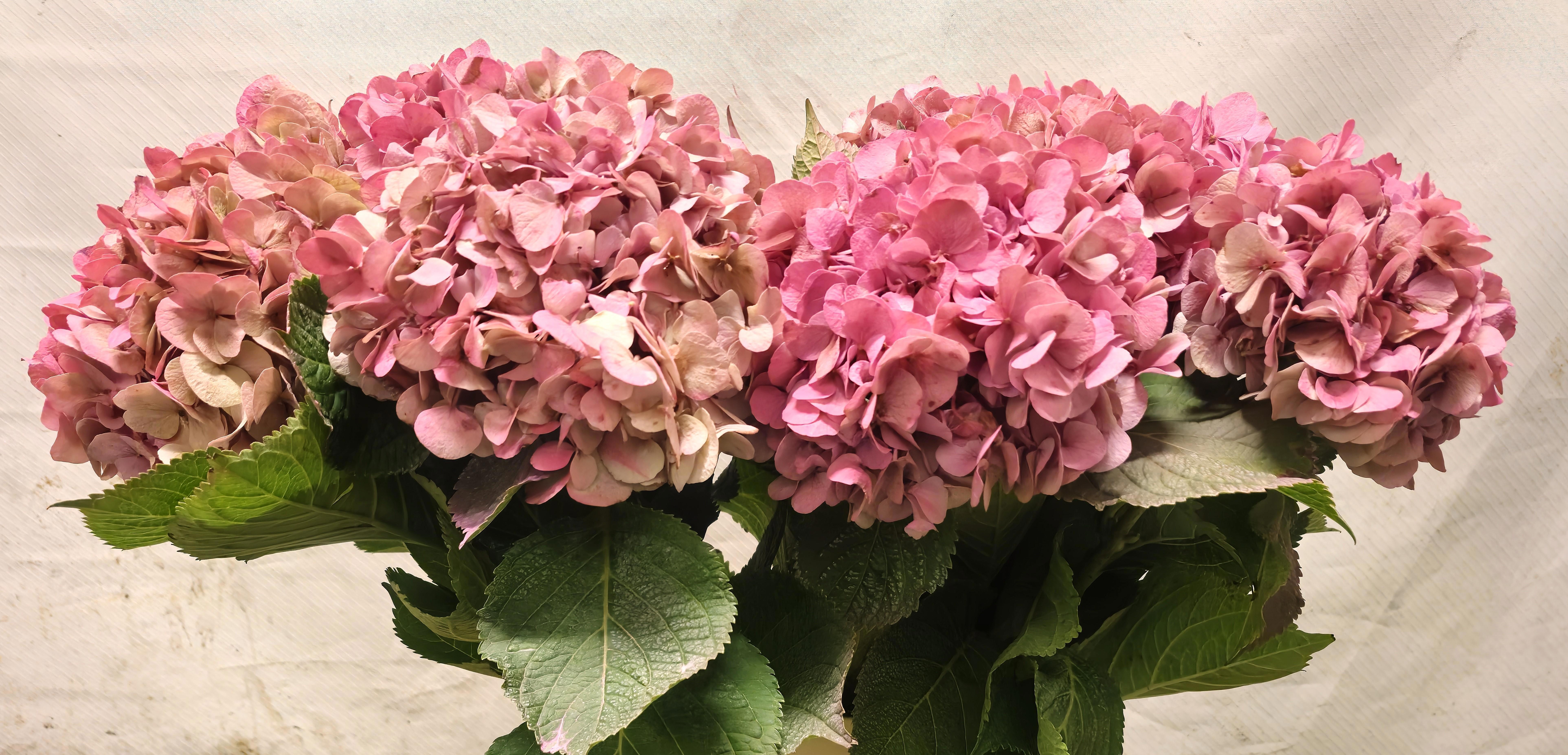 Hydrangea Bodensee Pink 90cm 19Ø