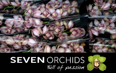 Cymbidium Rondo 8/11bl
