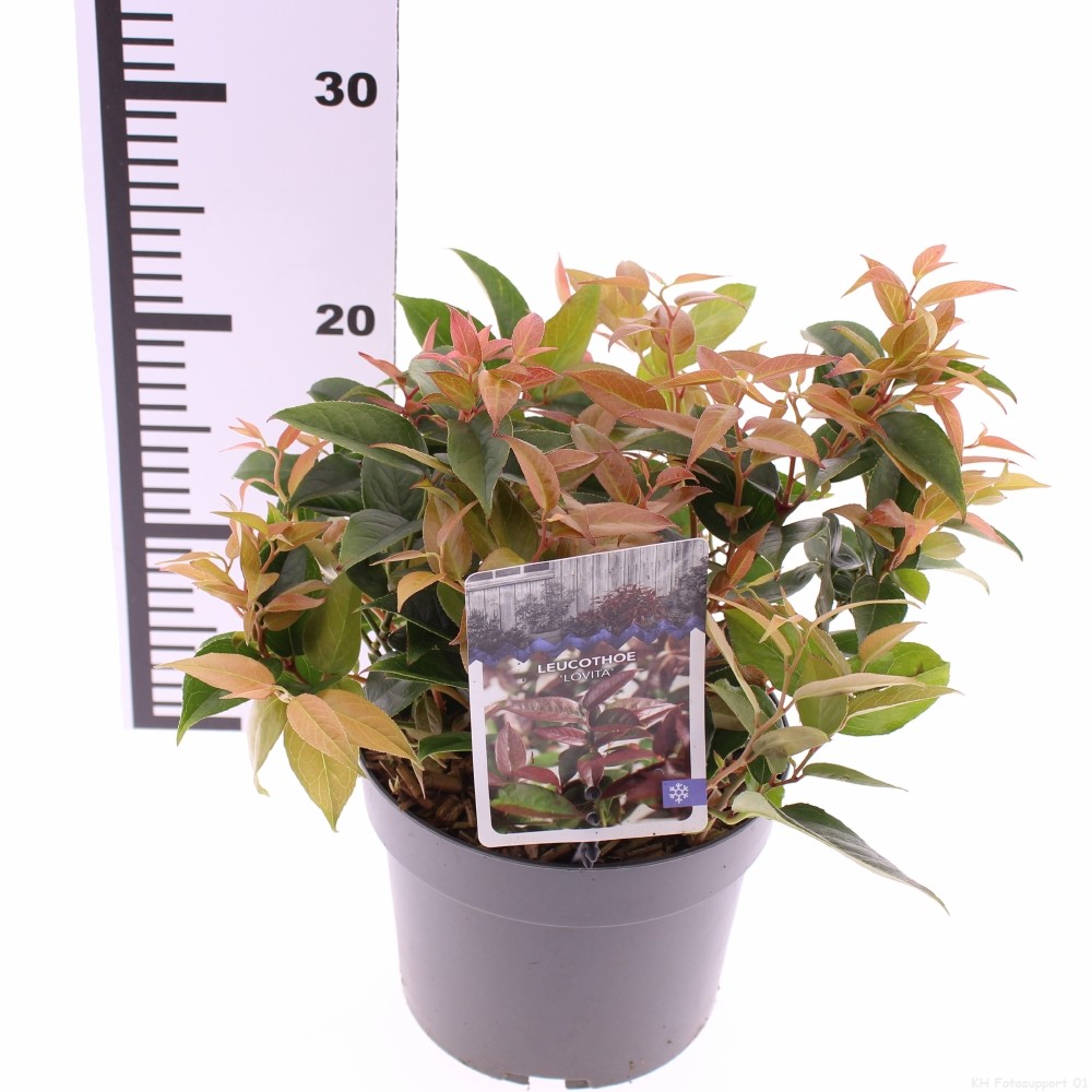 Picture of Leucothoe 'Lovita'