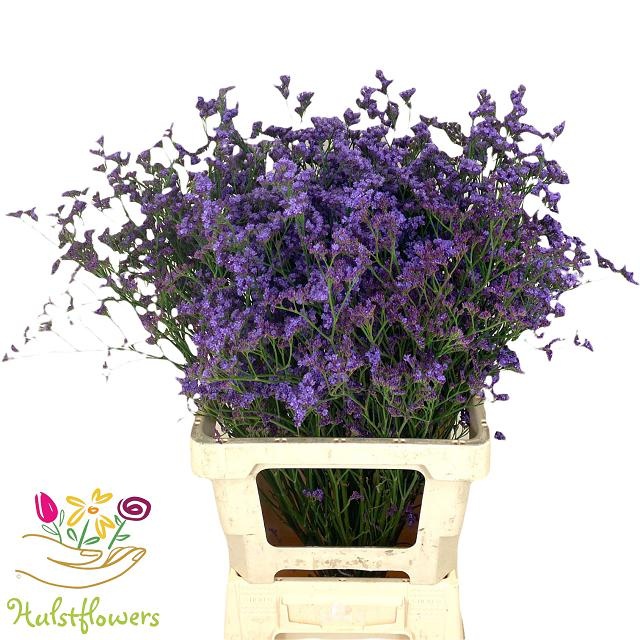 Limonium Sin Kansas Blue 70cm 36gram
