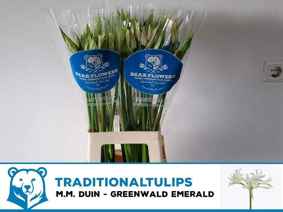Ne Bo Greenw Emeral 70cm