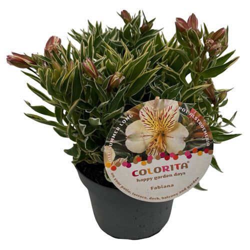 Alstroem. colorita 'Fabiana' sense p19 Asra