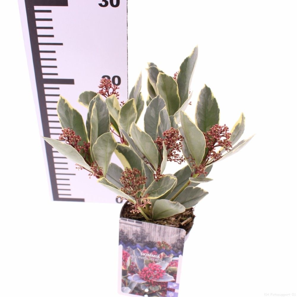 Picture of Skimmia japonica 'Perosa' PBR
