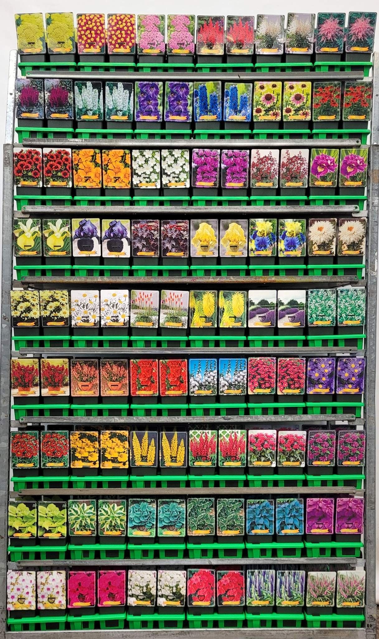 Picture of Supersortiment vaste planten mix CC P11