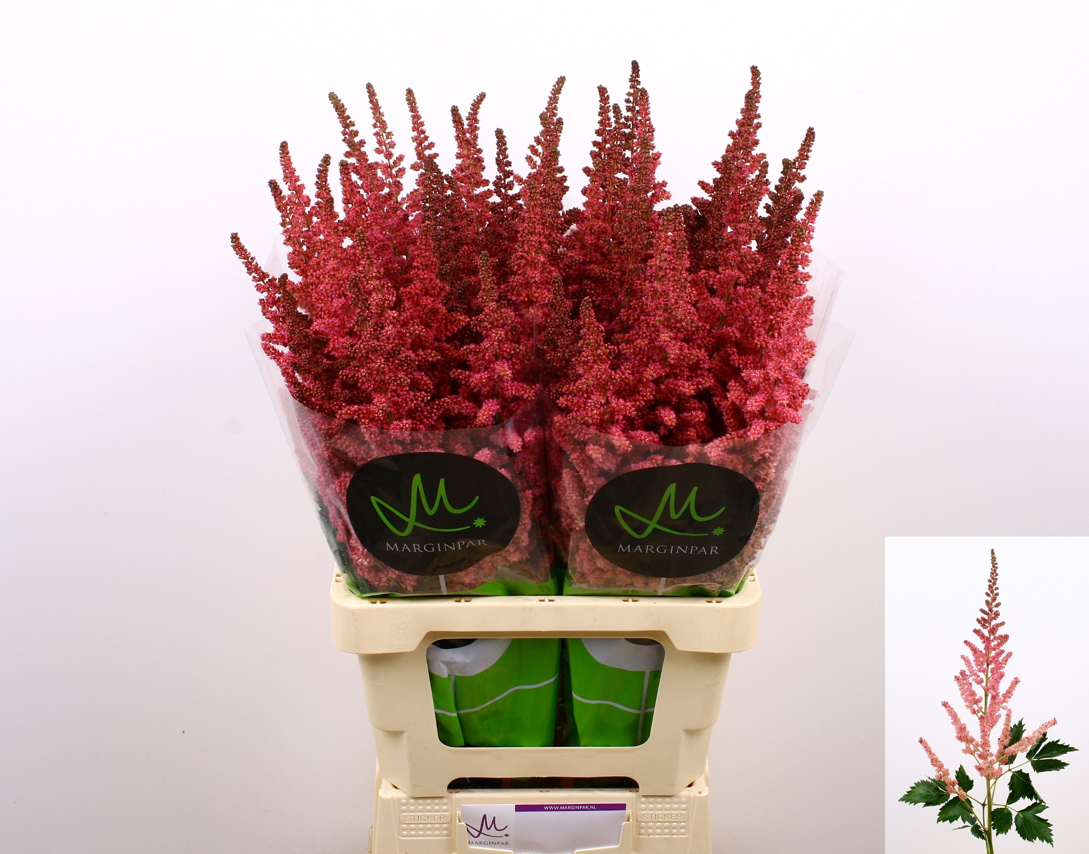 Astilbe Vision Pink 70cm