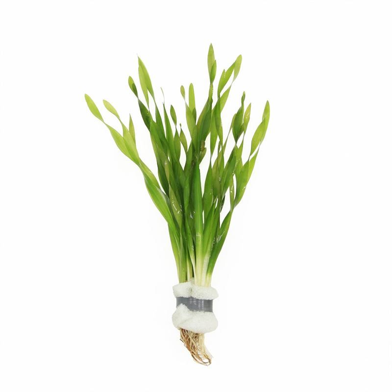 Vallisneria torta (Bos)