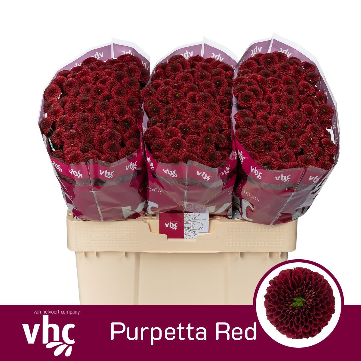 Chr S Aaa Purpet Red
