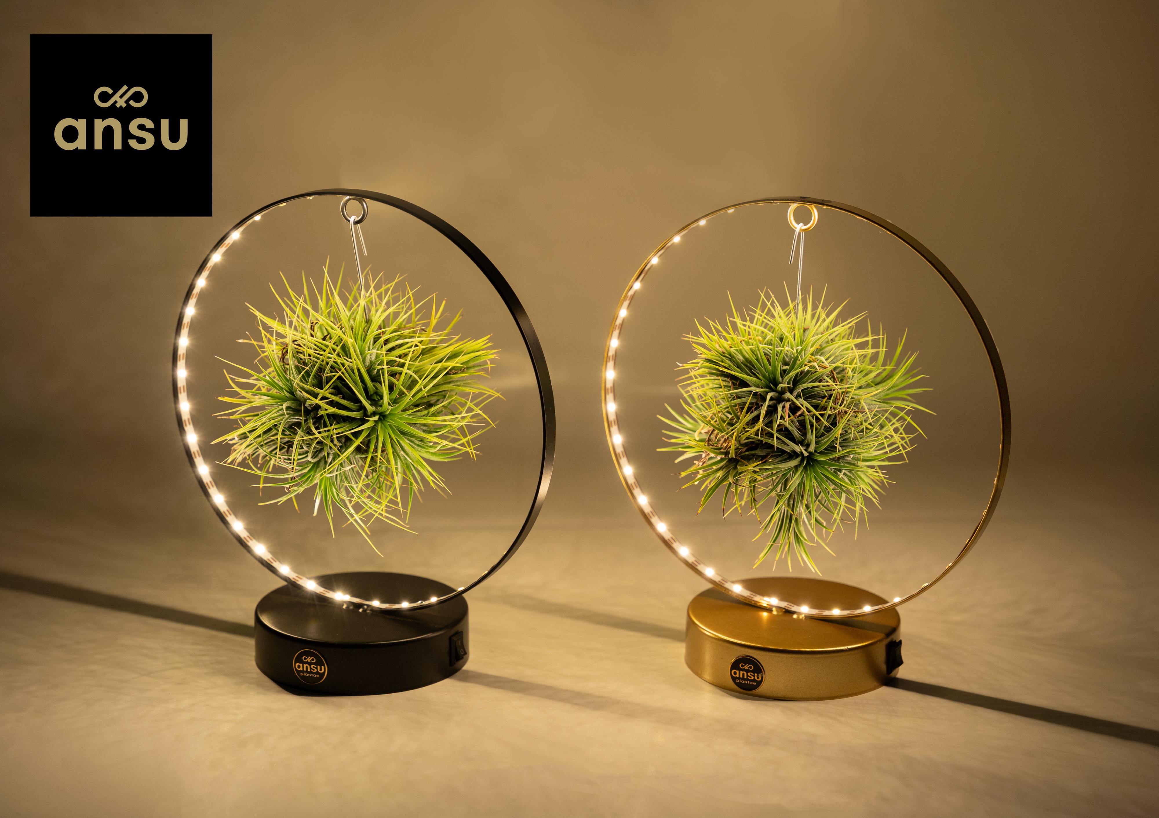 Tillandsia Christmas Edition