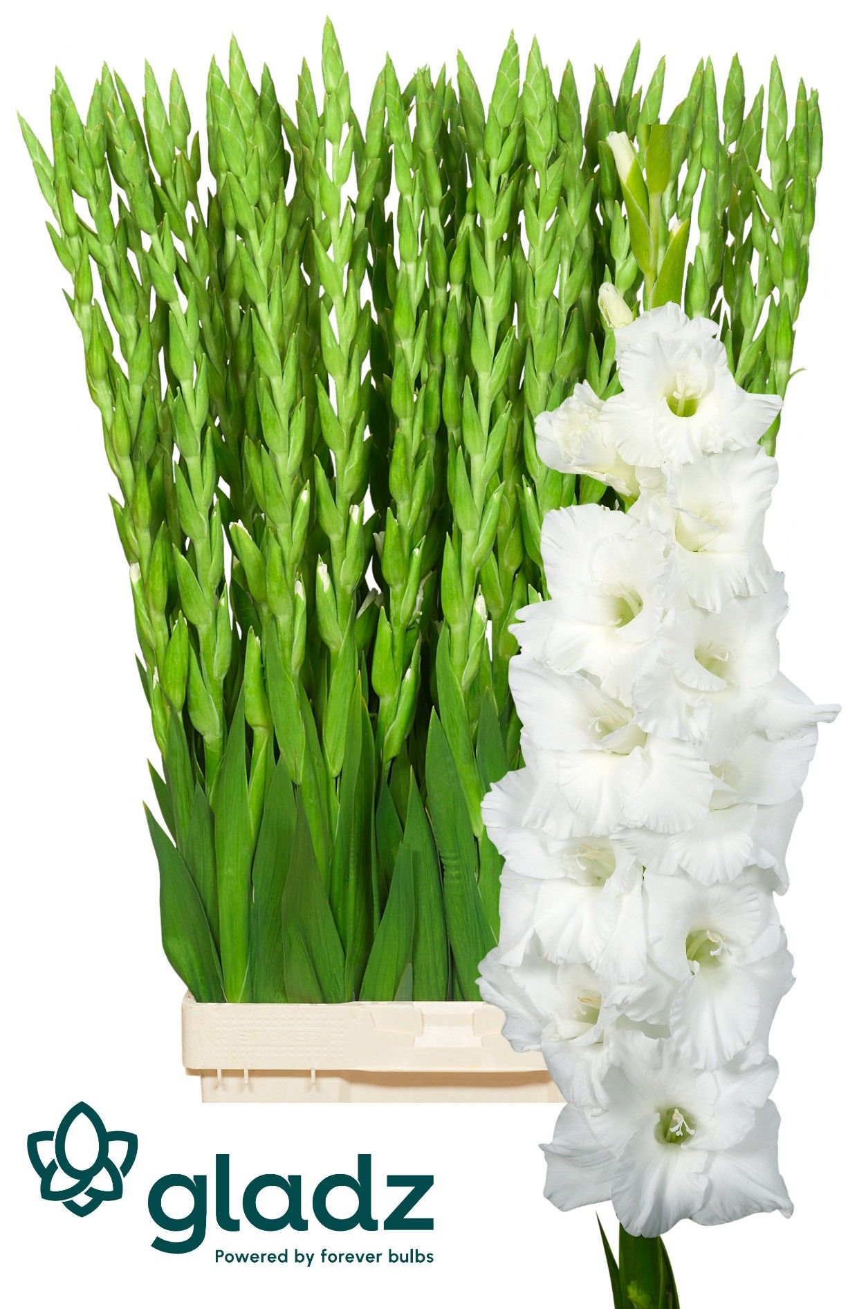 Gladiolus Essential 120cm 230gram
