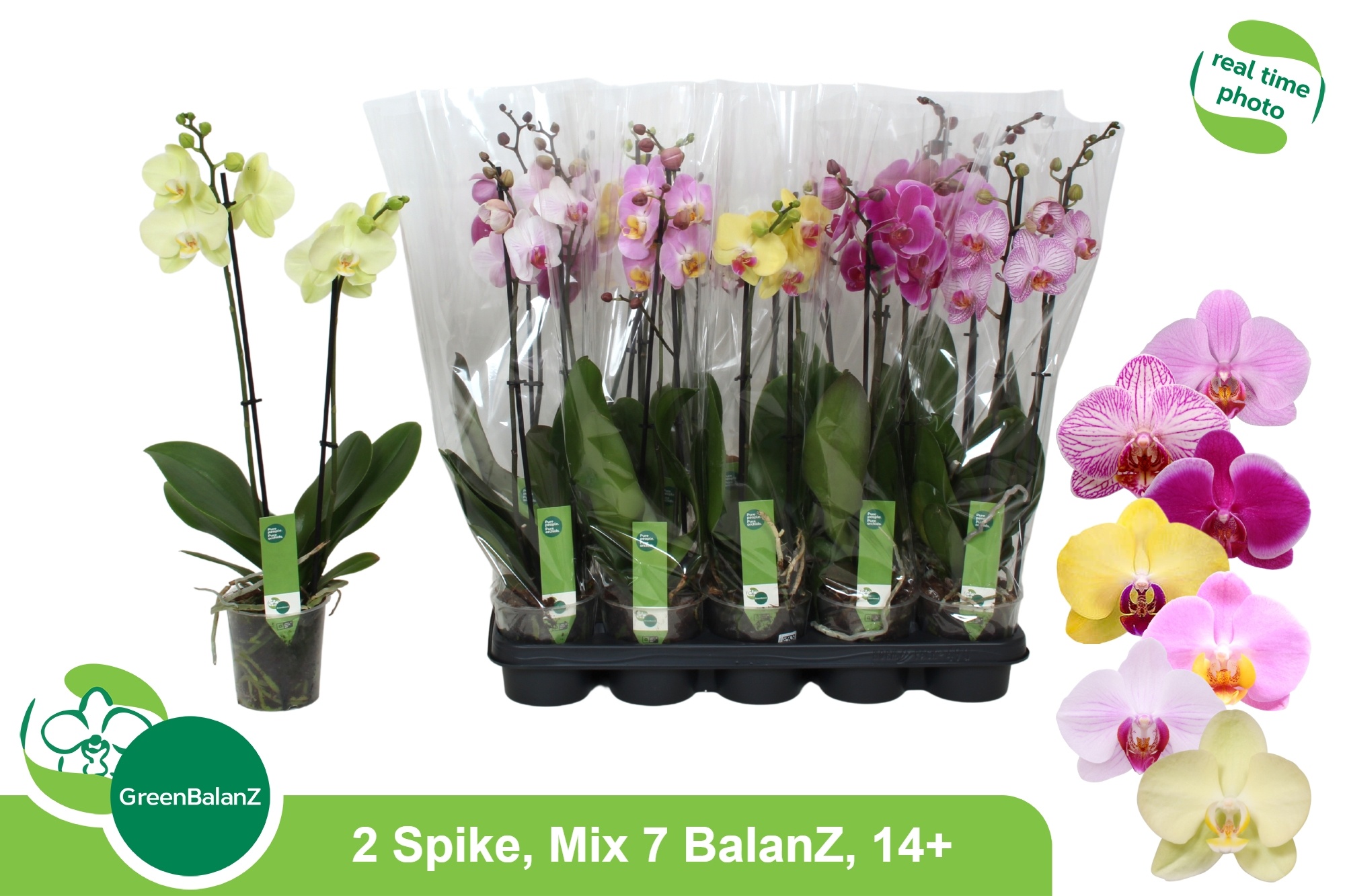 Phal Gem 7 Kl 12P 55H 2TAK 14bloem 23bloei