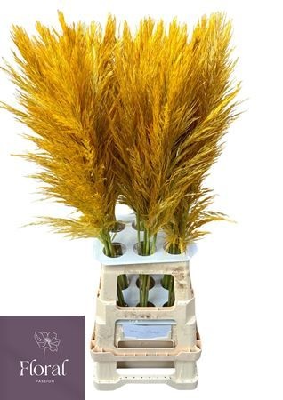 Cortaderia Selloana Dried 120cm
