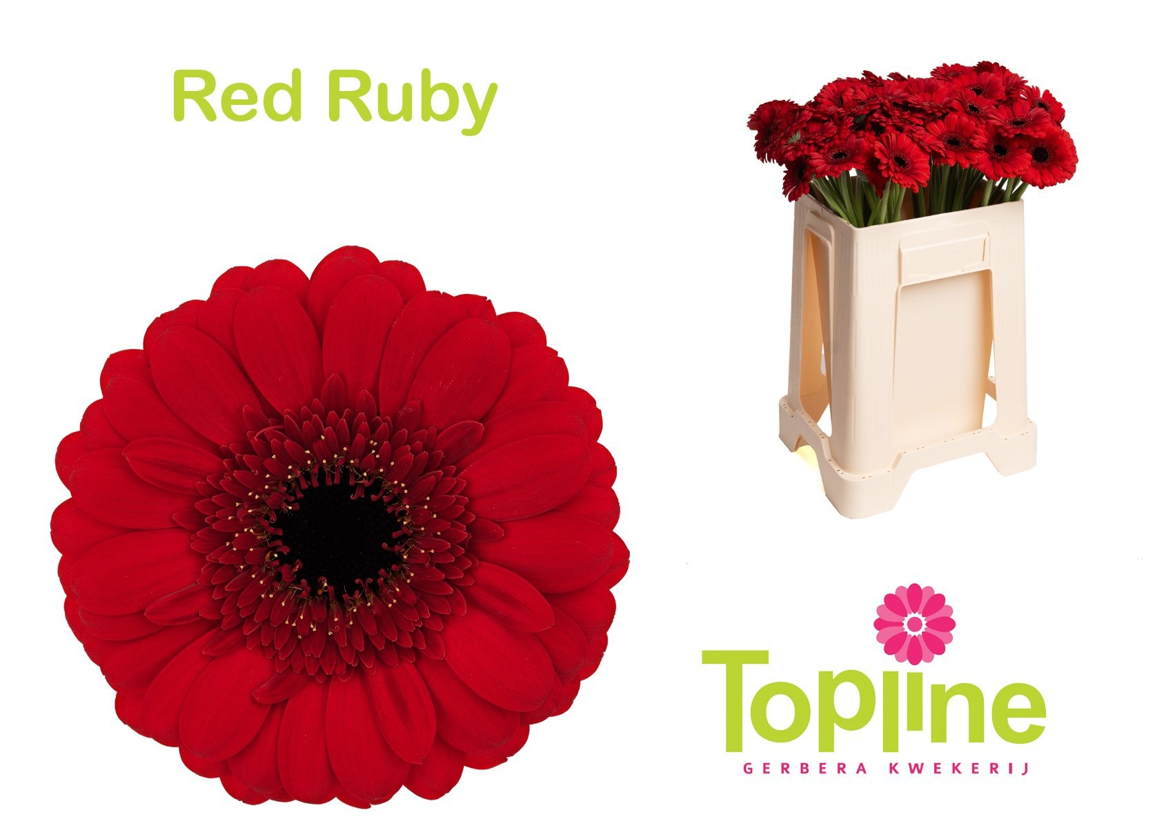Ge Mi Red Ruby