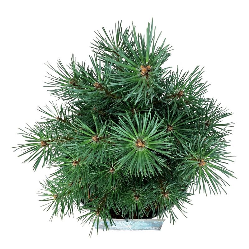 Picture of Pinus sylv. 'Watereri'