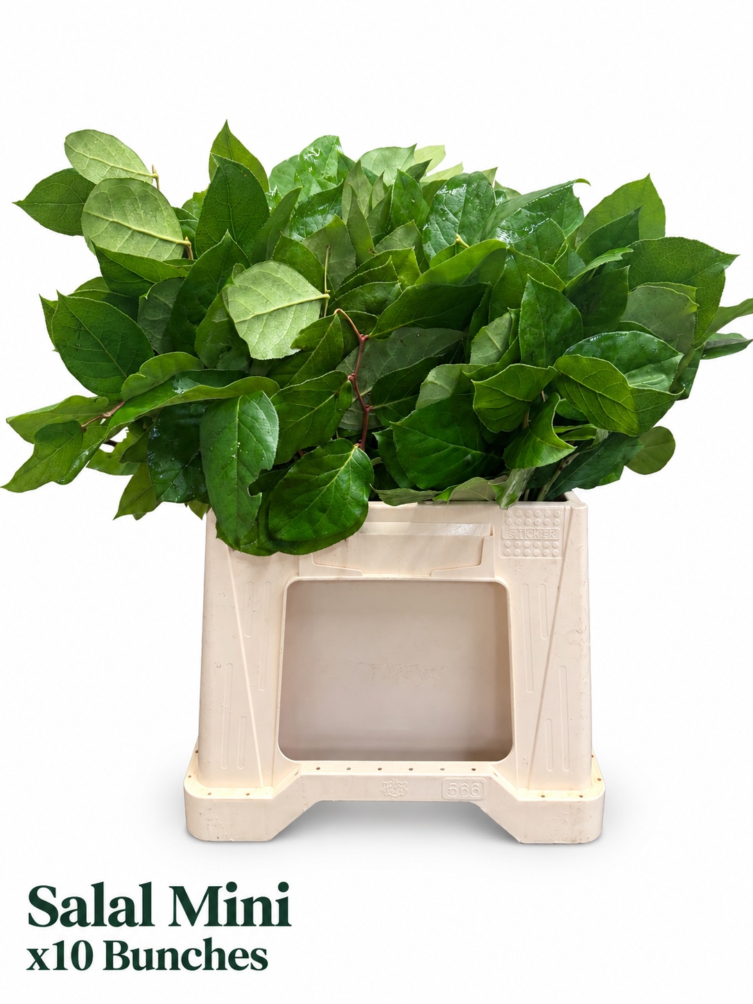 Gaultheria Shall Bs 35L.cm