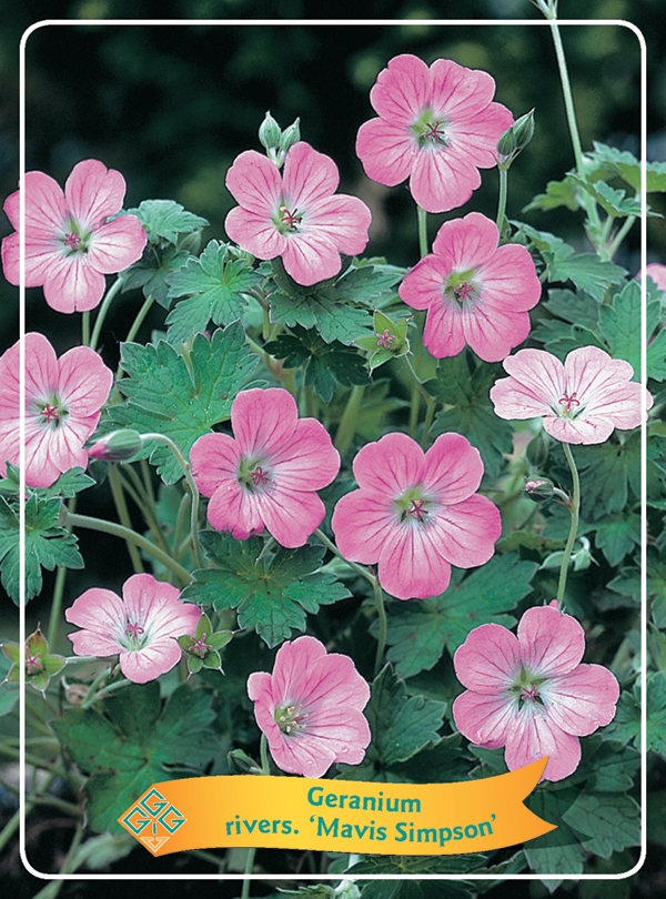 Picture of Geranium Mix 6x10 srt. per shelve P11