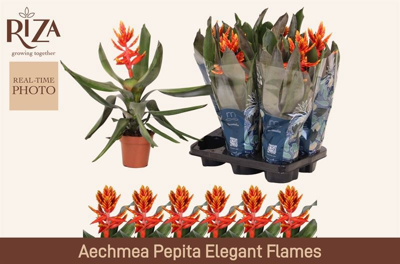 Aech Pe Elegant Flam 12P 45H 33bloei