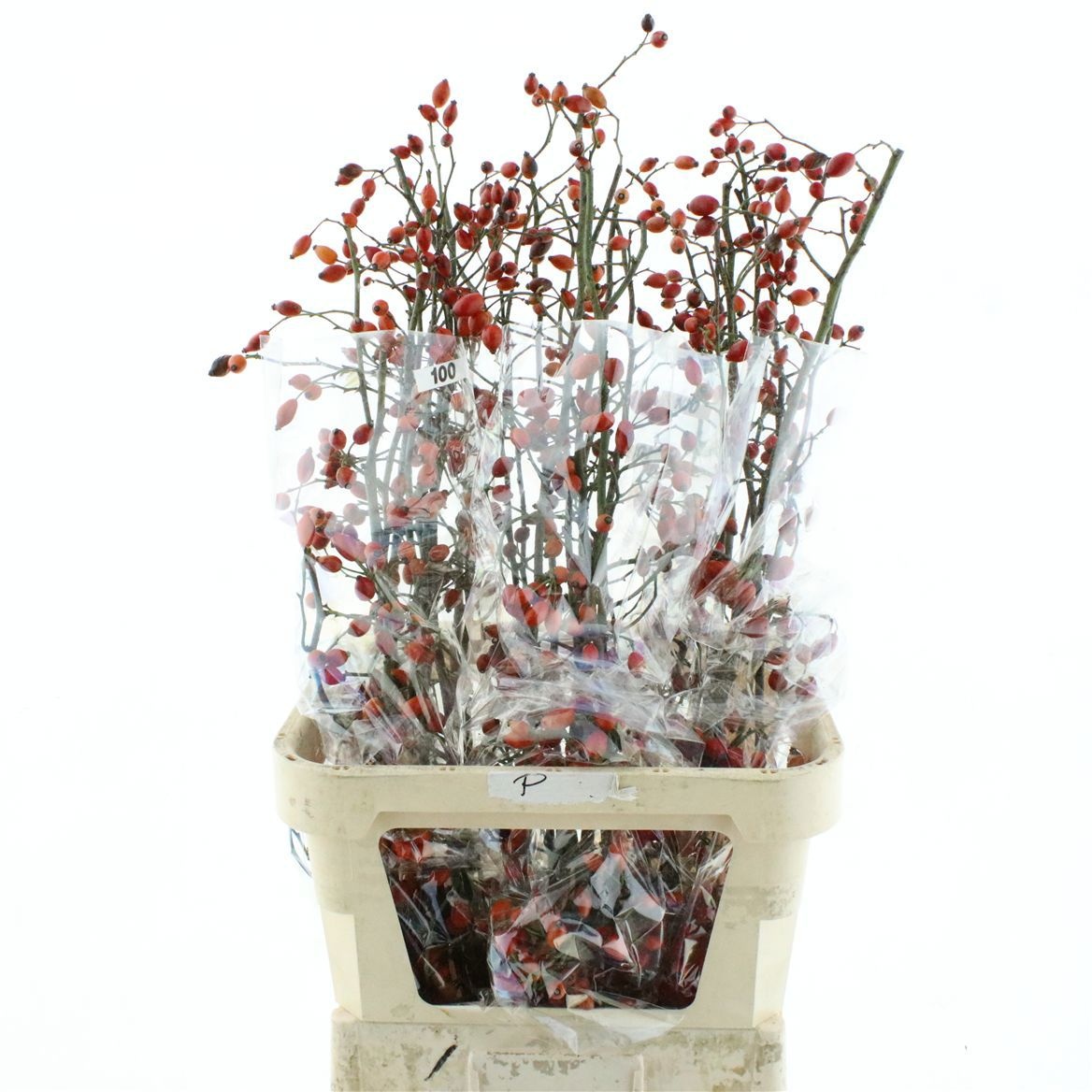 Rosa Zaffiro 100cm