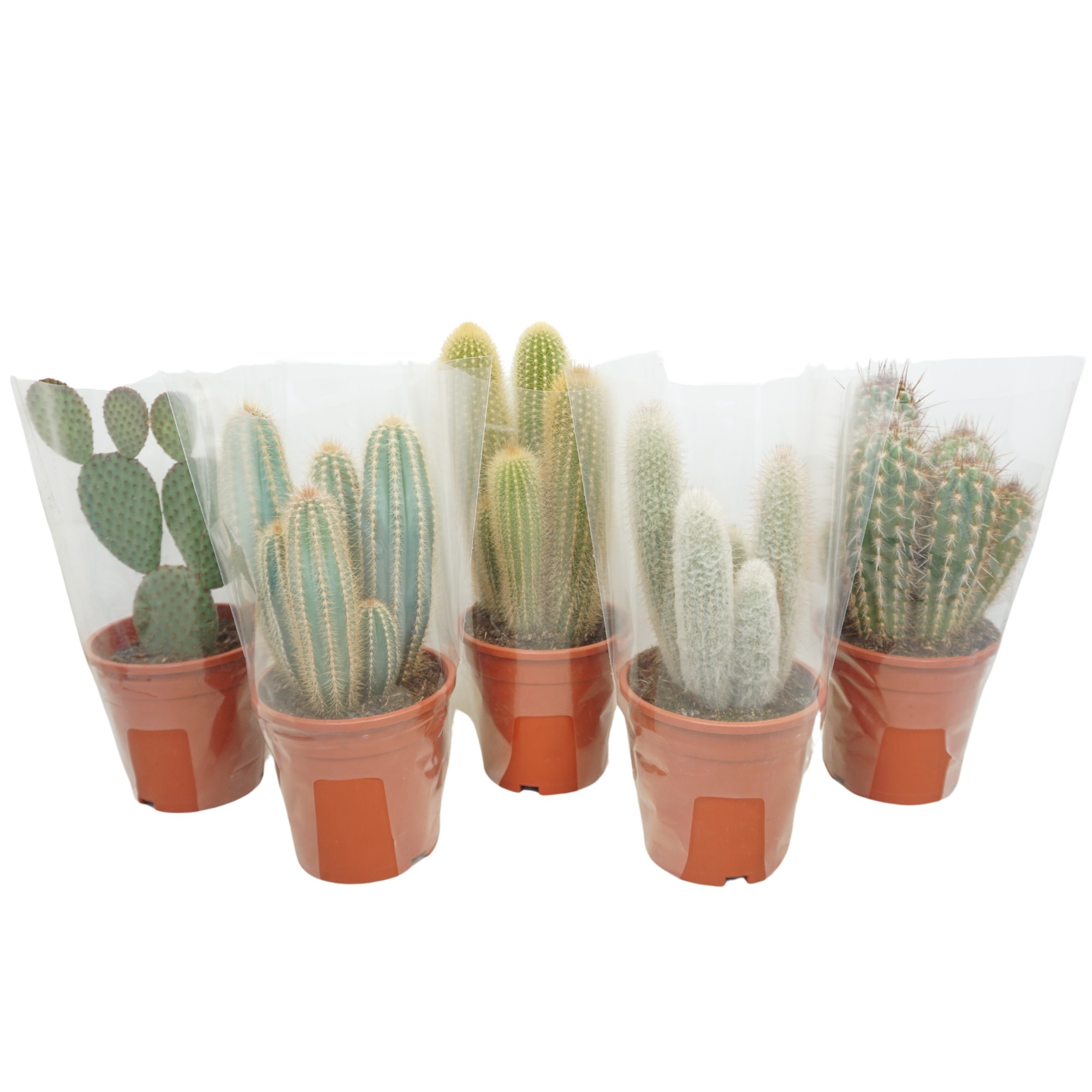 Cactus gemengd 0121 | Hamiplant